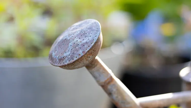 F