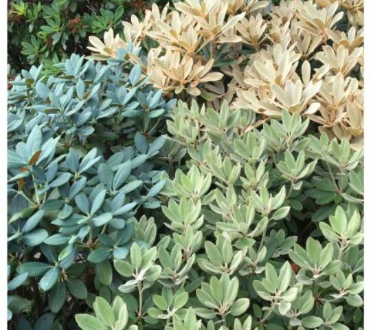 Vestplant AS