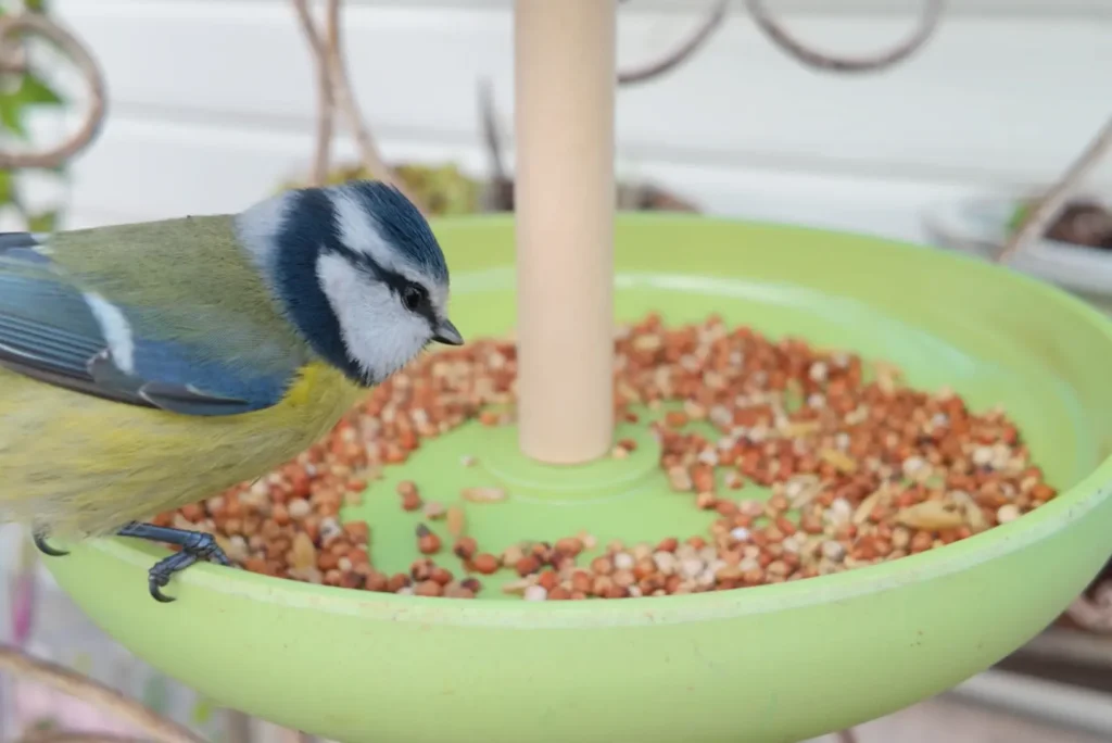 Stell godt med småfuglene