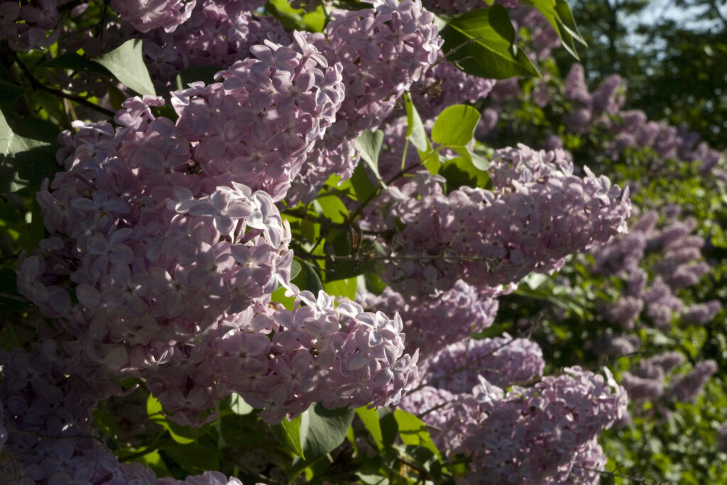 Foreslår forbud mot 97 fremmede skadelige planter