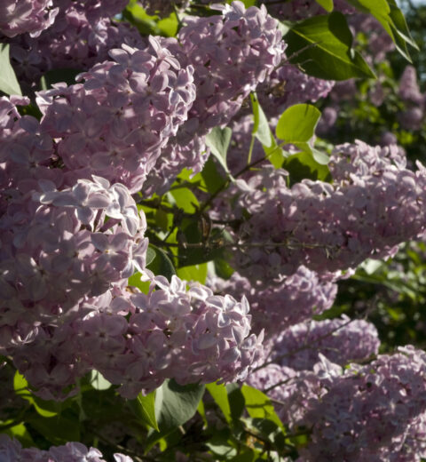 Blomstene og plantene som pryder hjemmene våre i 2025