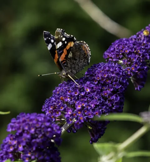 Blomstene og plantene som pryder hjemmene våre i 2025