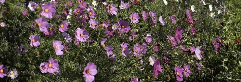 Blomstereng