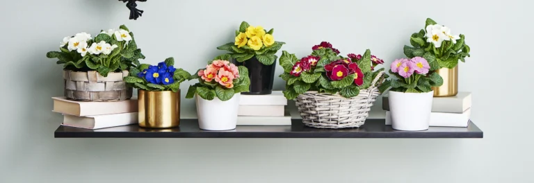 Primula: kommer i utallige farger og dufter godt.