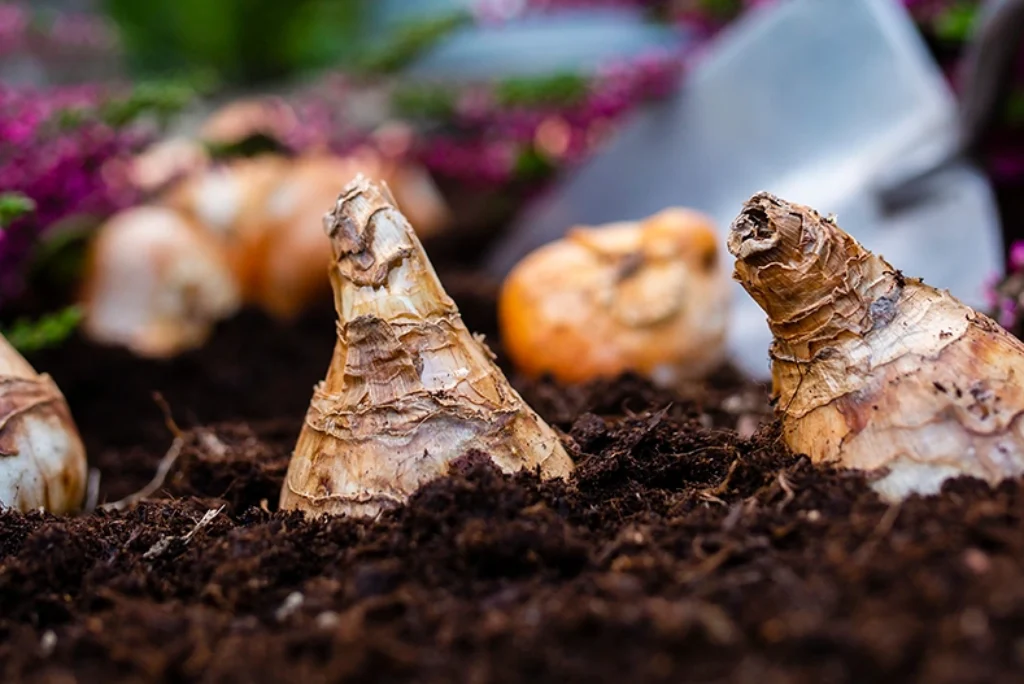 Alle kan lykkes med blomsterløk, fra balkong til hage
