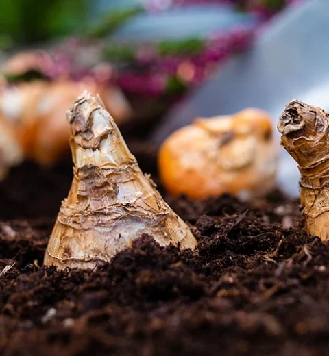 Disse artene er forbudt i Norge per 1. januar 2025