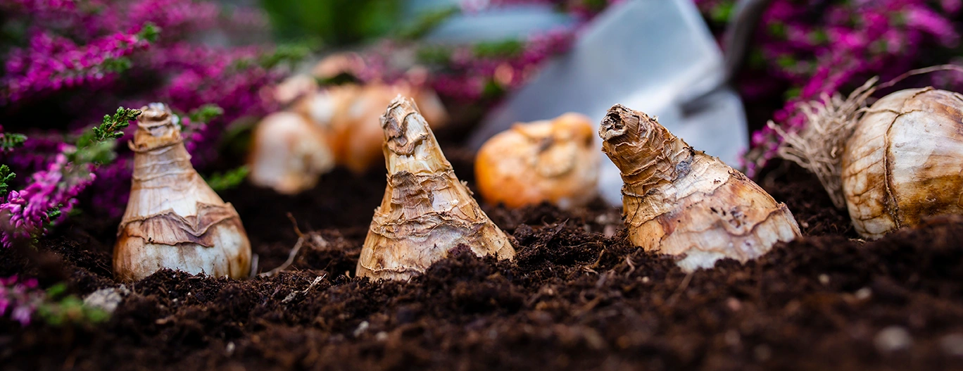 Alle kan lykkes med blomsterløk, fra balkong til hage