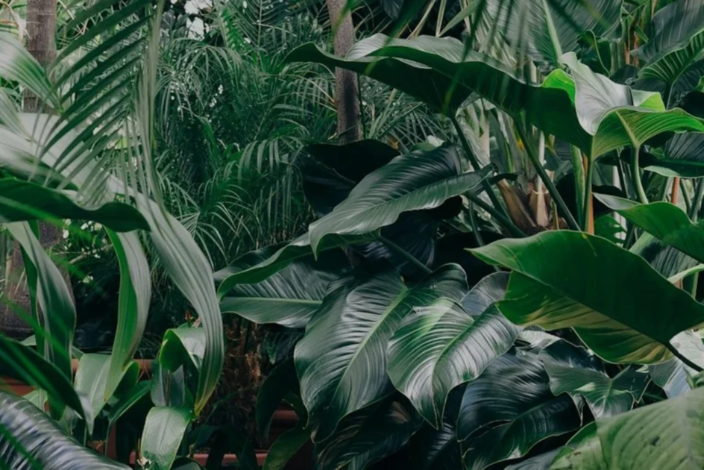 Hvorfor er plantelys viktig i Norden?