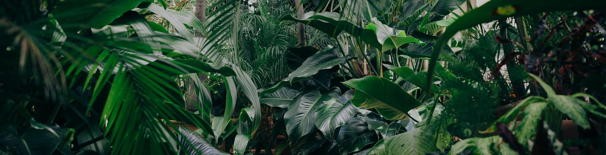 Hvorfor er plantelys viktig i Norden?